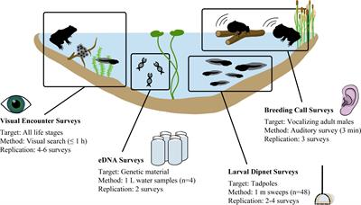 Comparative efficacy of eDNA and conventional methods for monitoring wetland anuran communities